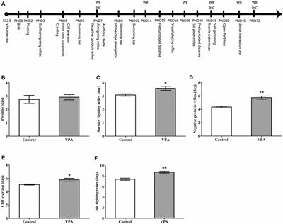 A Developmental Study of Abnormal Behaviors and Altered GABAergic Signaling in the VPA-Treated Rat Model of Autism